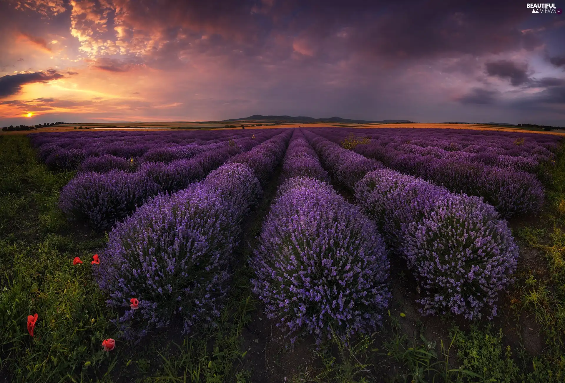 Bulgaria, lavender, Great Sunsets, Field
