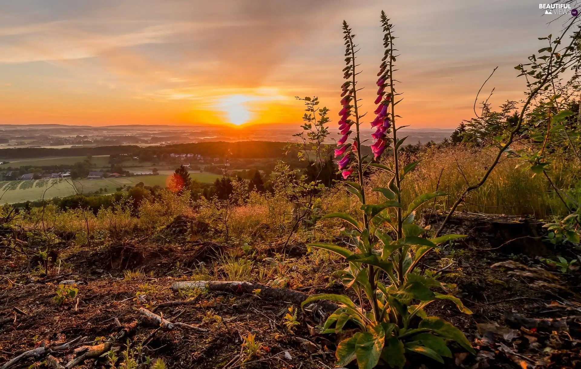 Purple Foxglove, Landscape Park Teutoburg Forest, Valley, Flowers, Germany, Great Sunsets, country