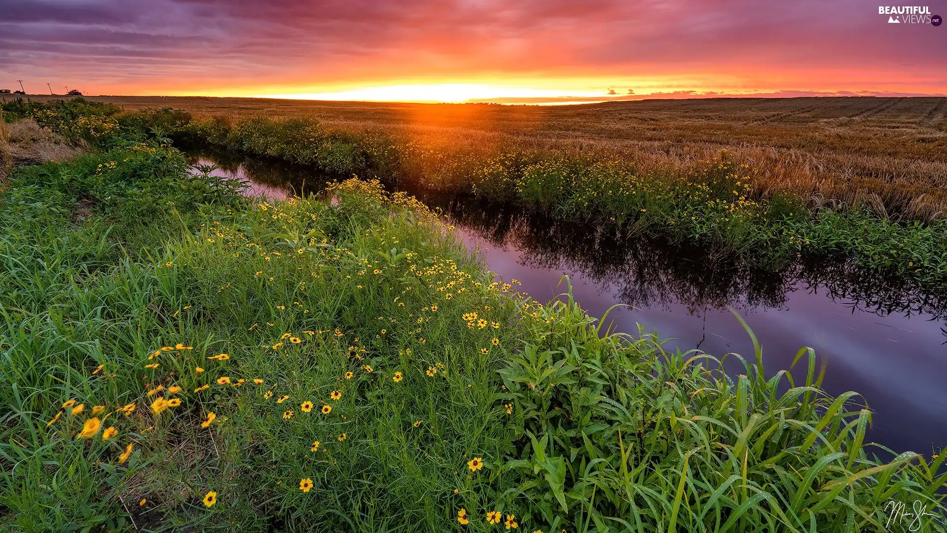 grass, Flowers, River, Great Sunsets, Meadow