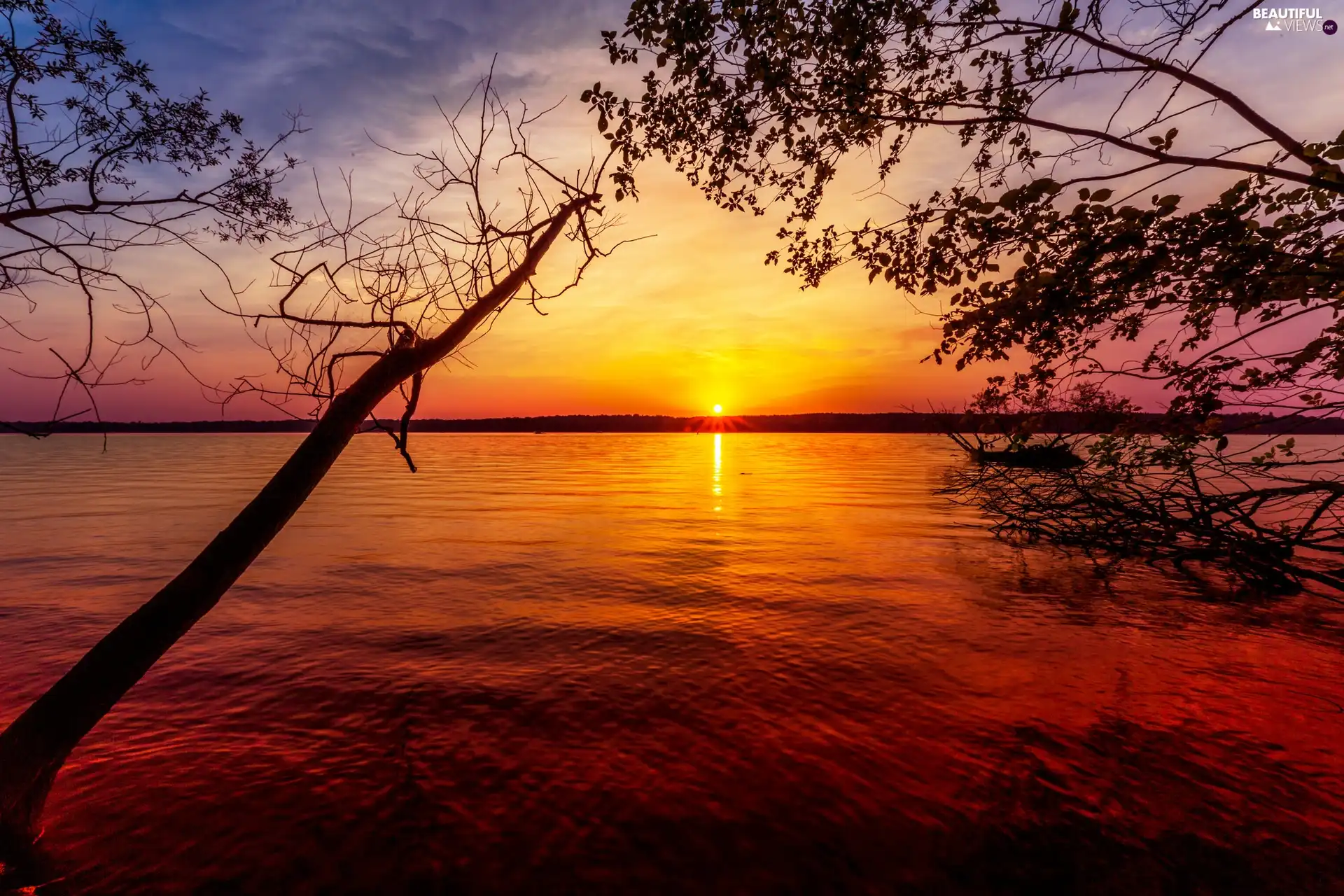 branch pics, lake, Great Sunsets