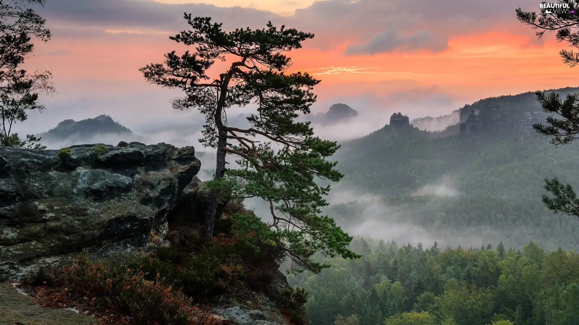 Fog, trees, Germany, pine, Saxon Switzerland National Park, rocks, Mountains, Great Sunsets