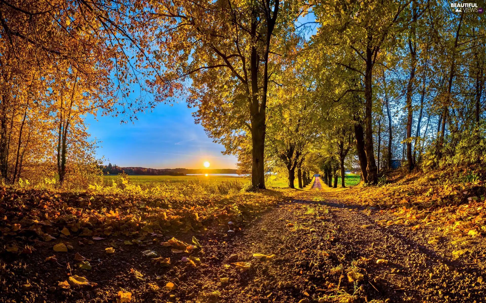 Avenues, autumn, viewes, Great Sunsets, trees, Way