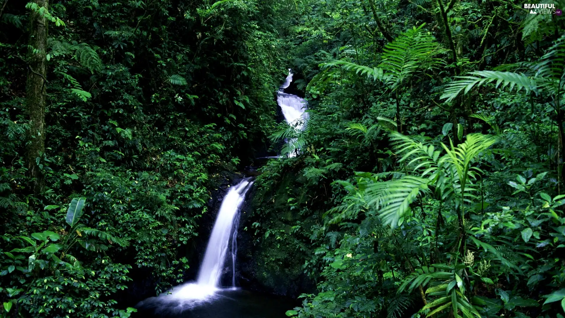 green, waterfall, jungle