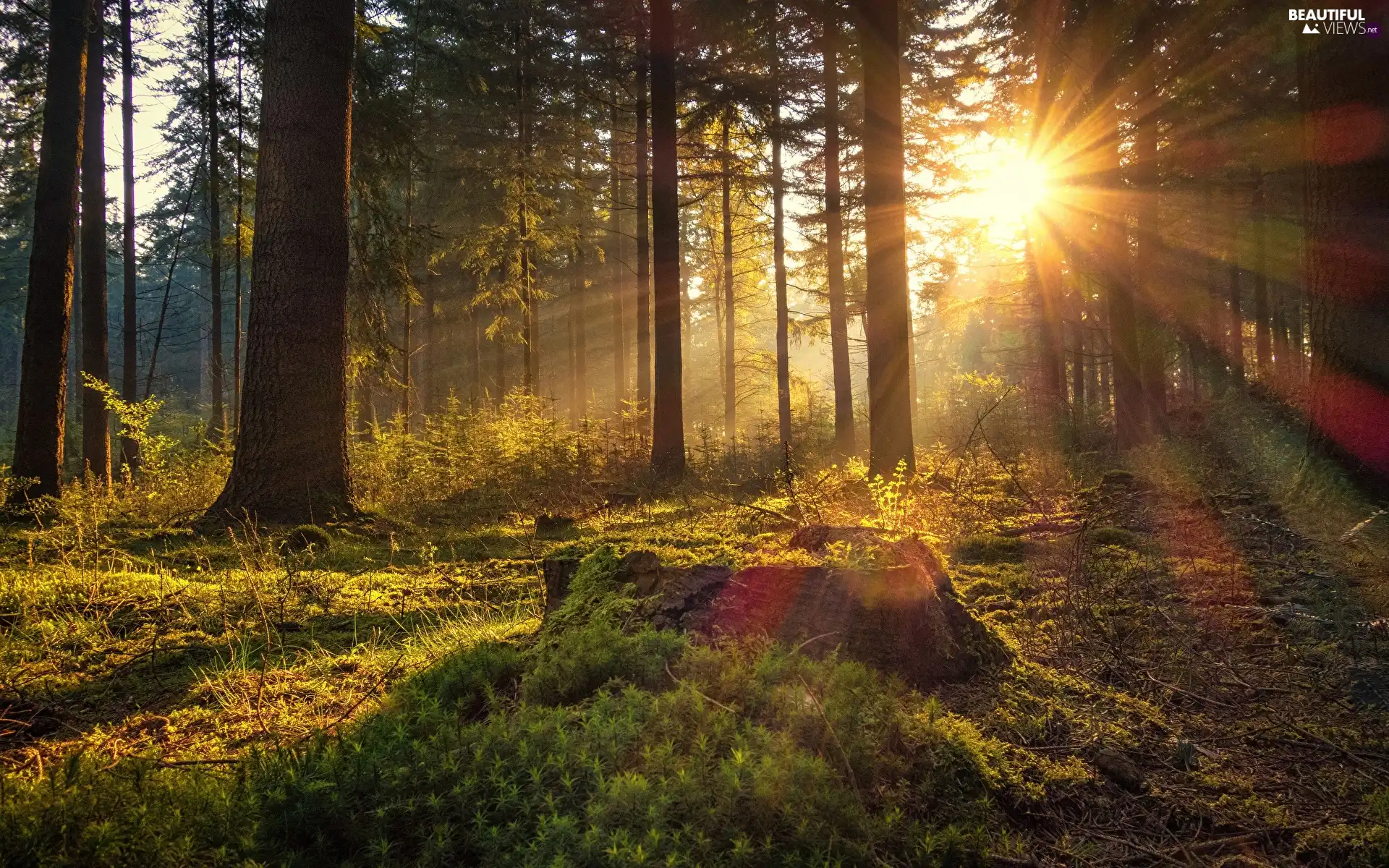 viewes, Plants, light breaking through sky, green, Sunrise, trees, forest, morning