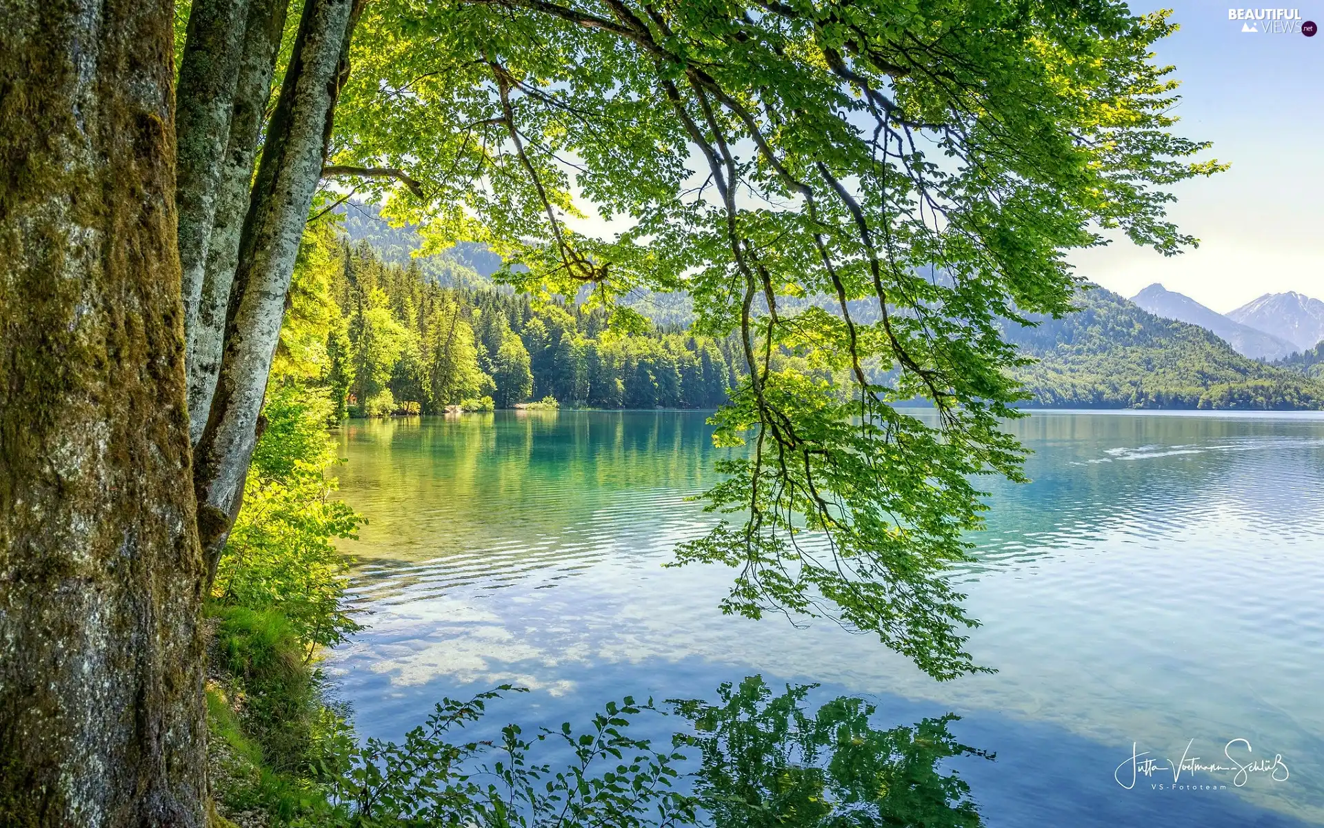 green ones, Mountains, viewes, forest, lake, trees, branch pics