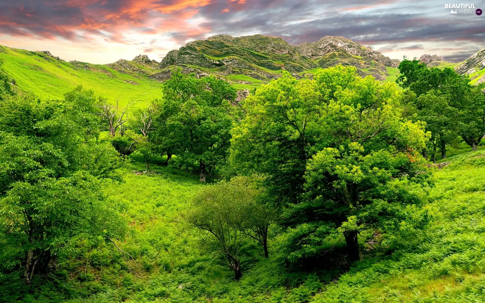 Green, Valley, trees, viewes, rocks