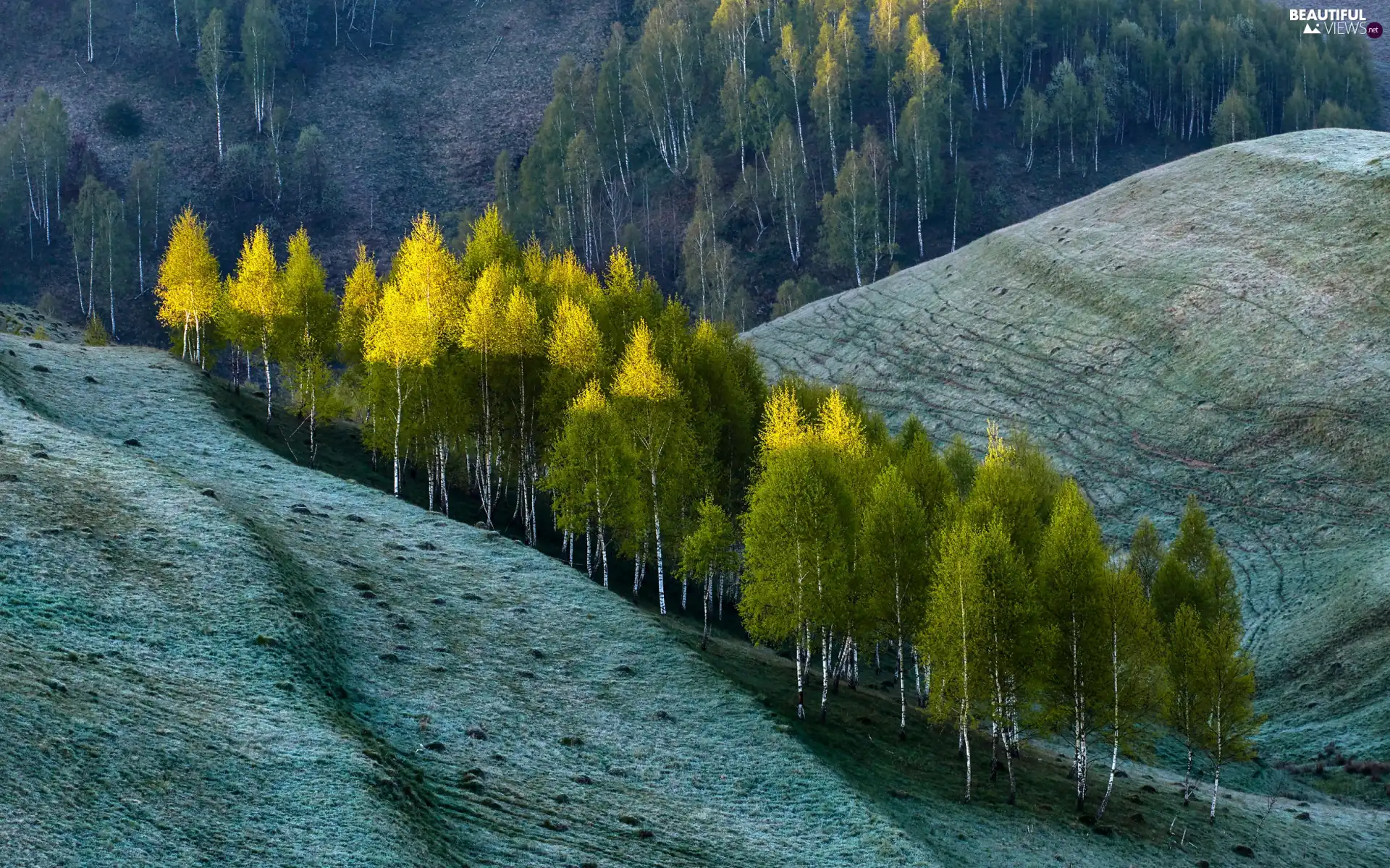 birch, Hill, trees, viewes, Spring