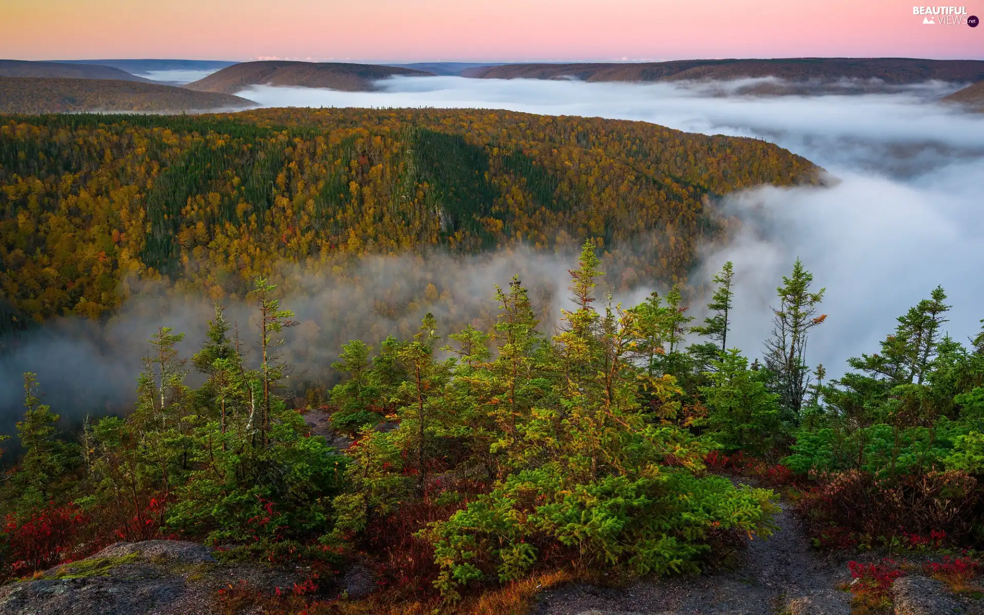 Spruces, Fog, The Hills, forest, autumn
