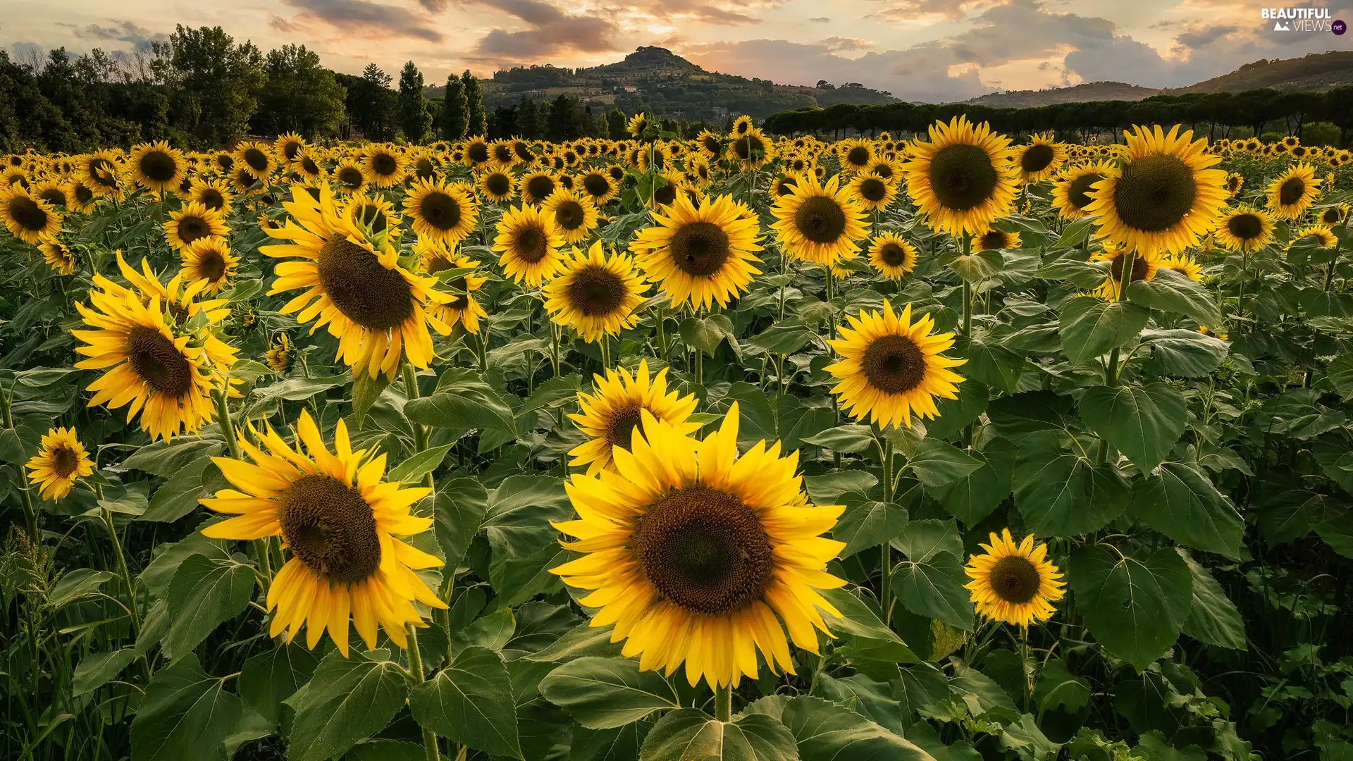 The Hills, Field, Nice sunflowers
