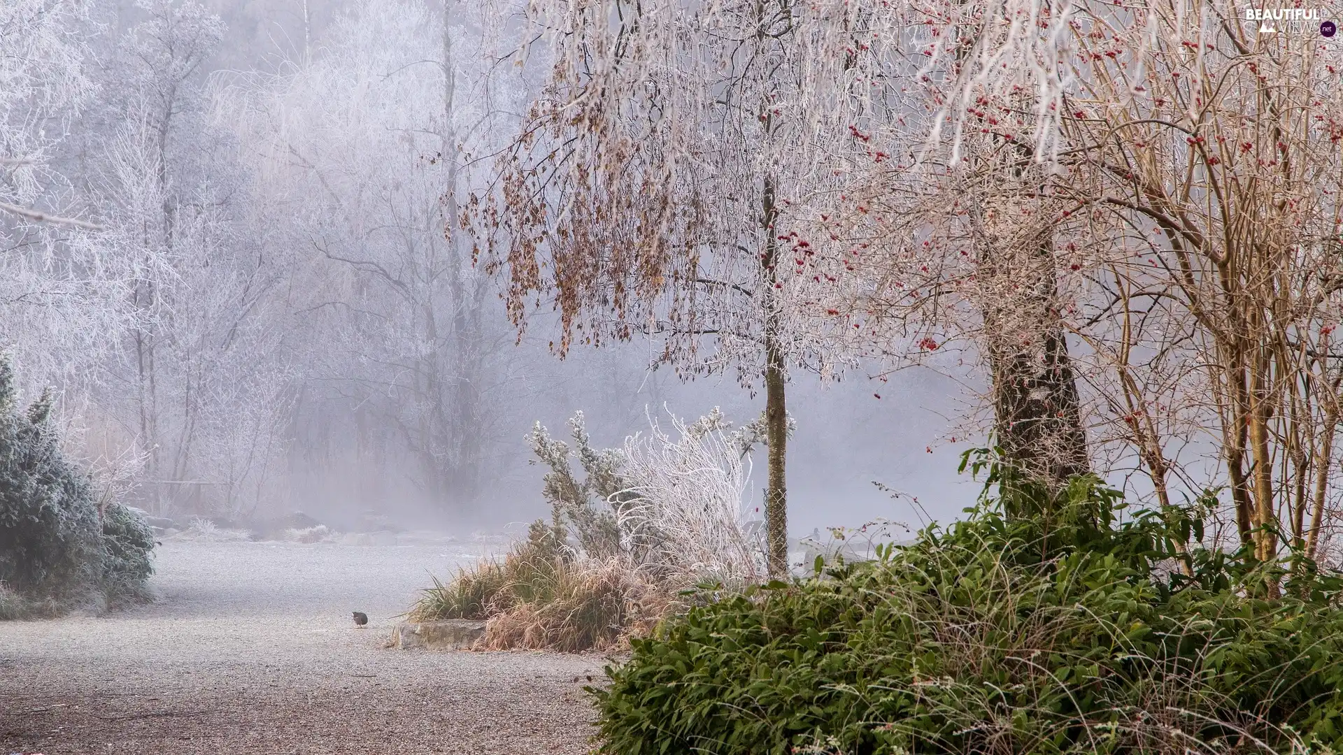frosty, Fog, viewes, hoarfrost, Park, trees, grass