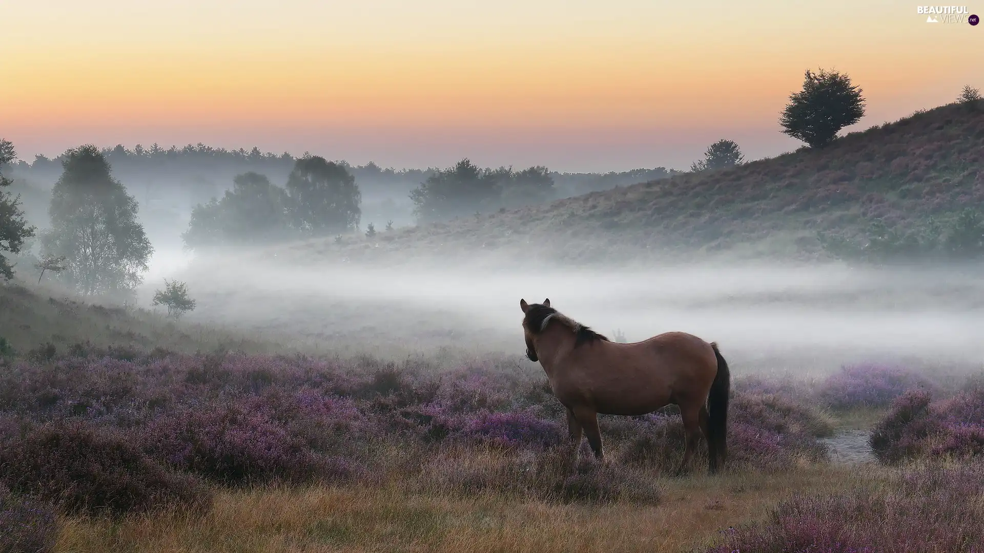 viewes, Horse, Fog, trees, heath