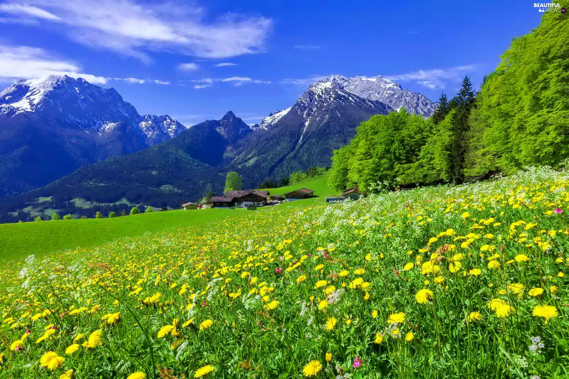 Mountains, Meadow, Houses, Spring, woods, Flowers
