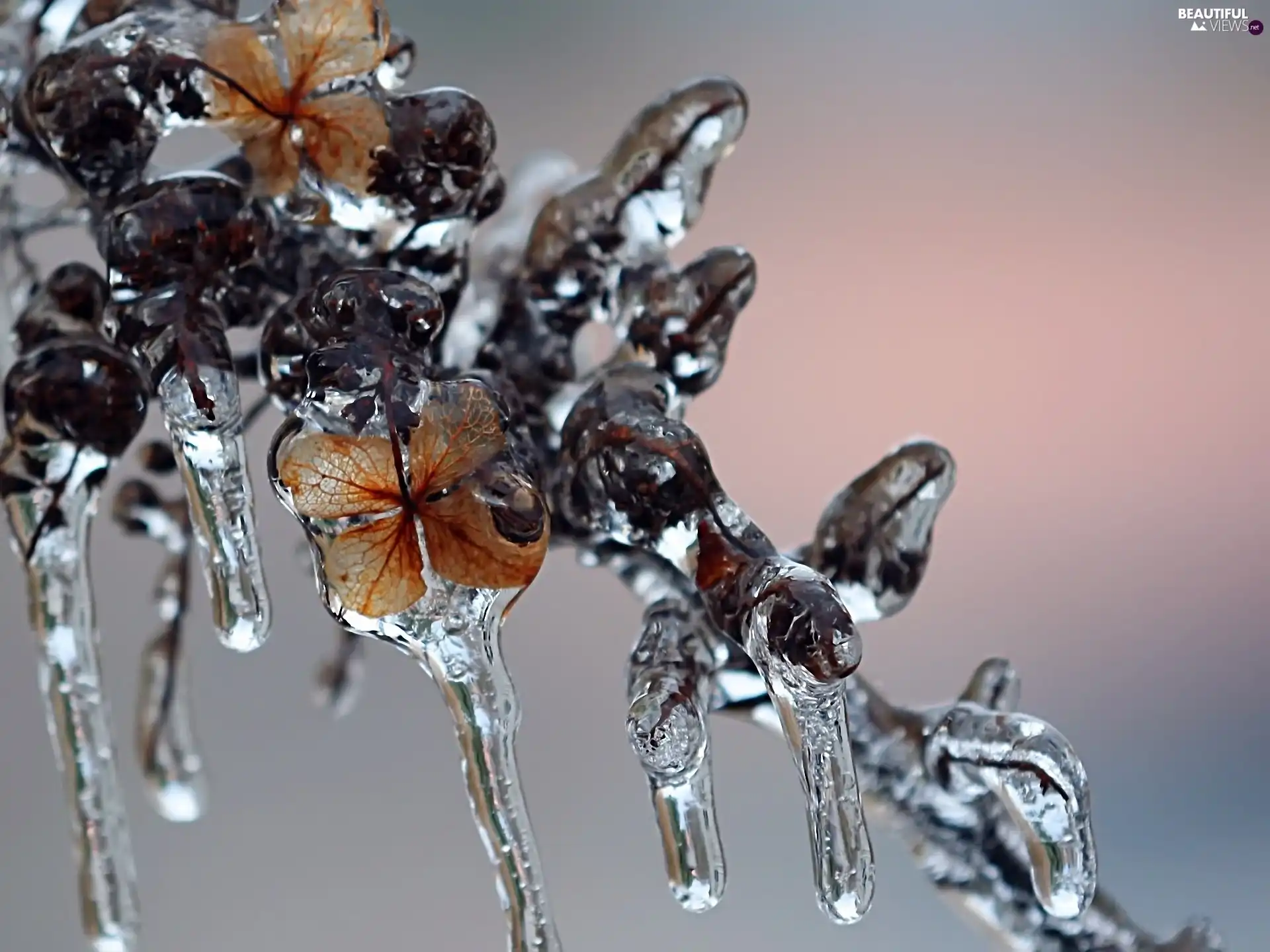 icicle, winter, branch, Leaf, Frozen