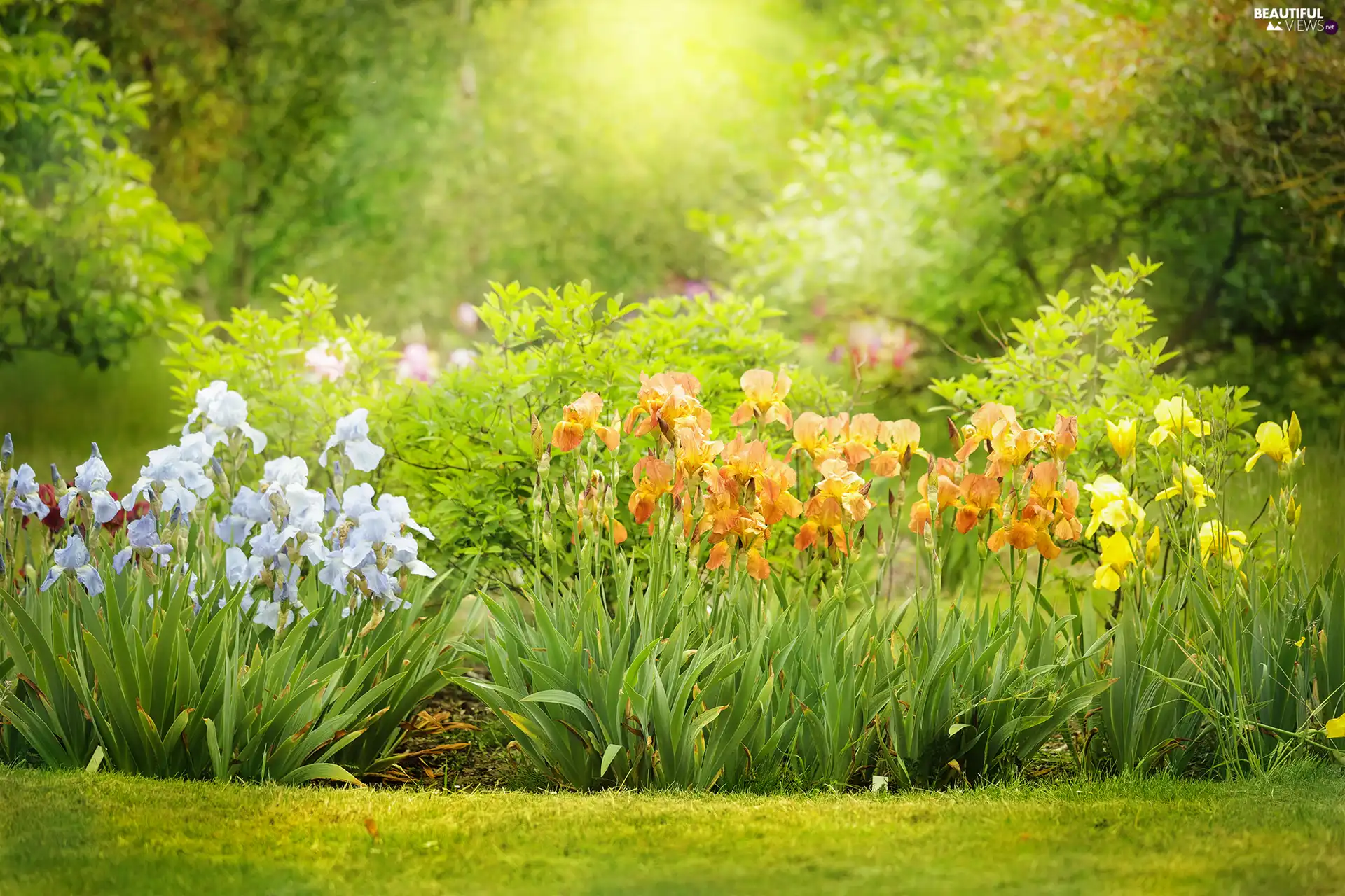color, Flowers, Garden, Irises