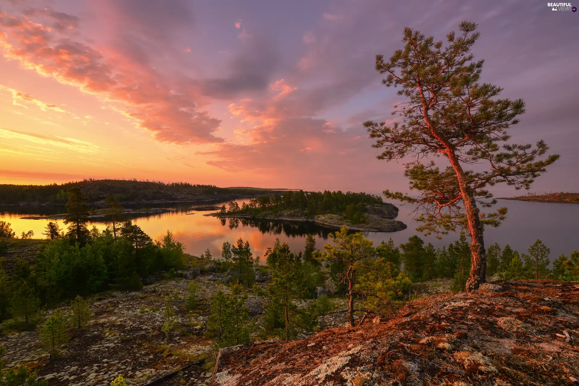trees, Ladoga, Karelia, Islet, lake, VEGETATION, Russia