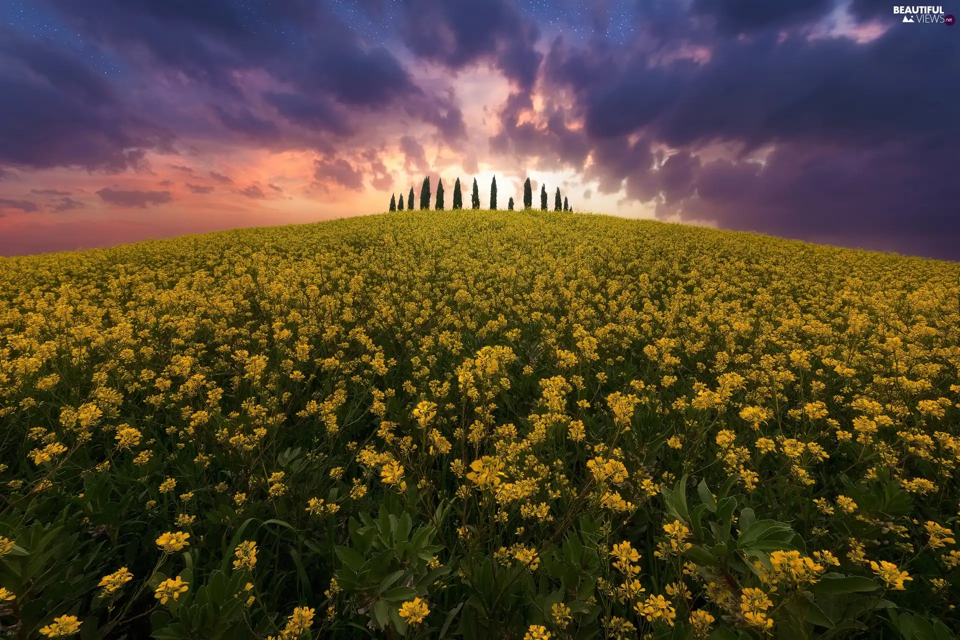 Field, Cloud, Colourfull Flowers, rape, Tuscany, Italy, trees, viewes, Great Sunsets
