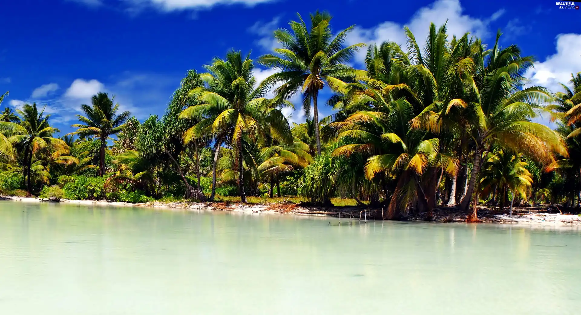 sea, Palms, Kiribati, Coast