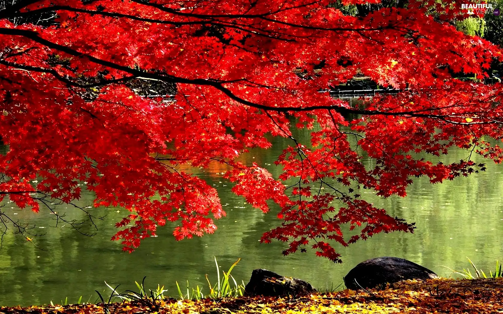 autumn, lake