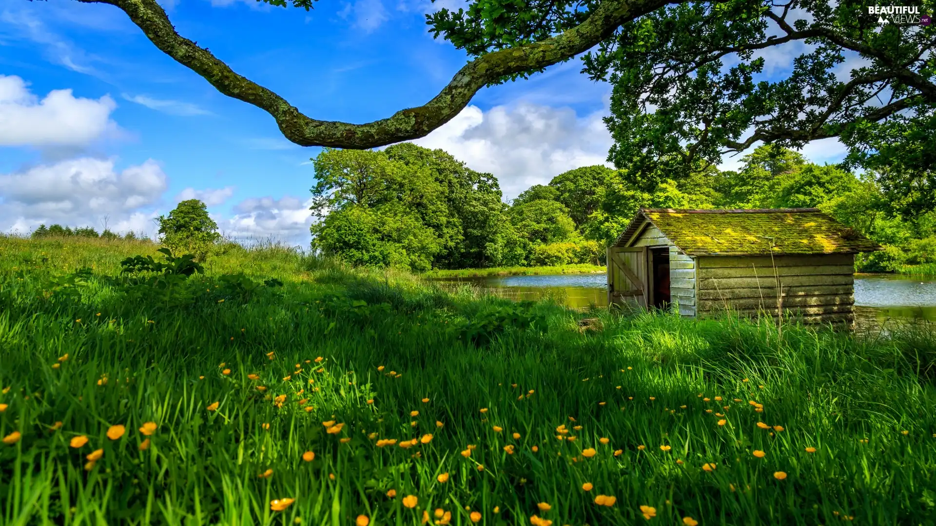 Meadow, Home, trees, lake, wooden, Flowers, viewes