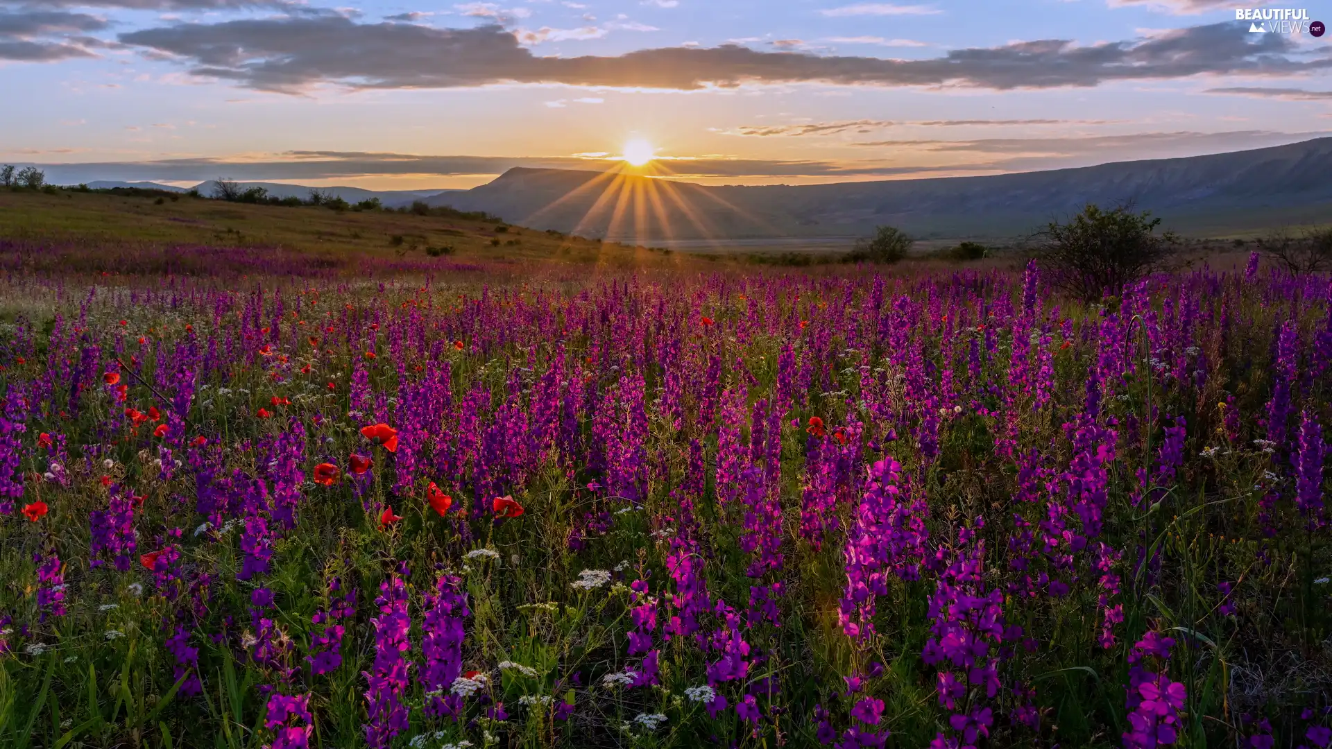 larkspur, Meadow, Mountains, rays of the Sun, papavers, Flowers