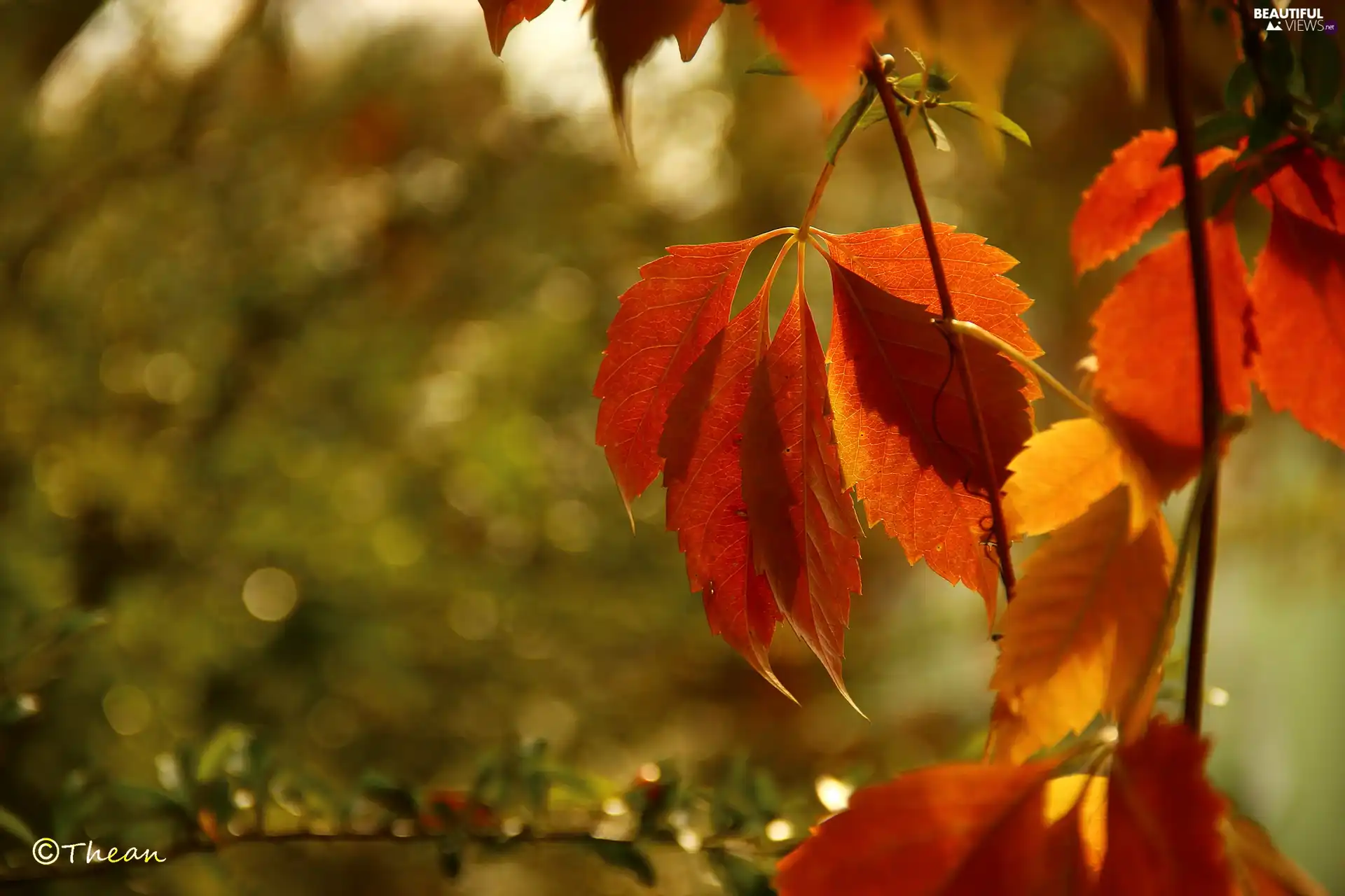 Leaf, autumn, Wine, Red, wild
