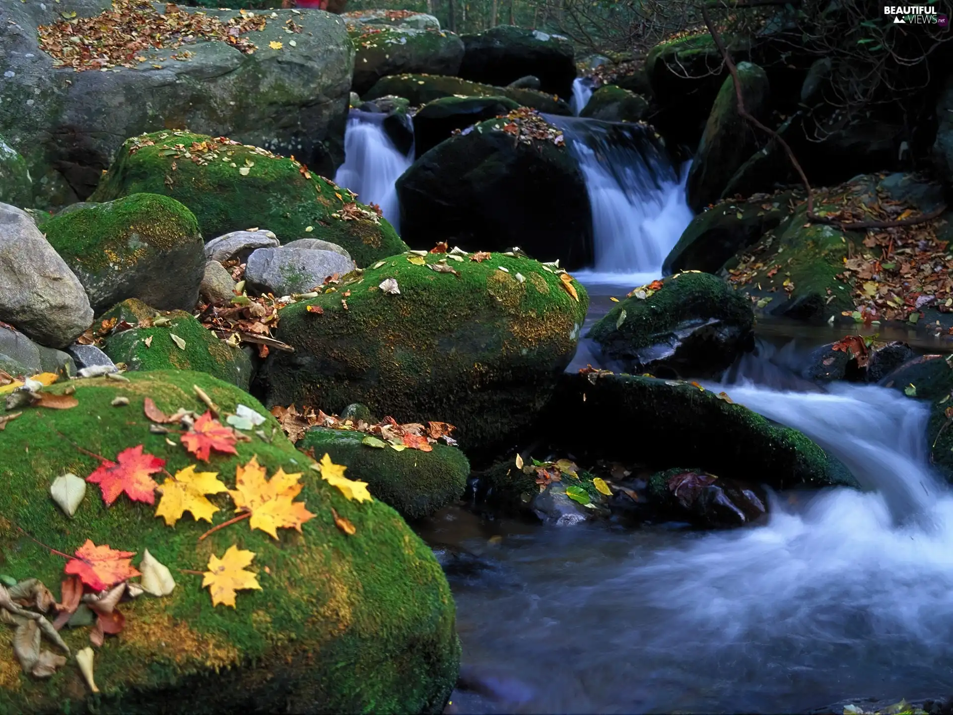 River, autumn, Leaf, Moss, Stones, Mountain