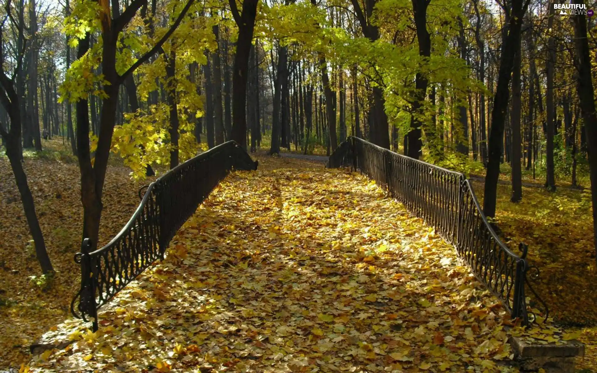 Park, bridges, Leaf, autumn