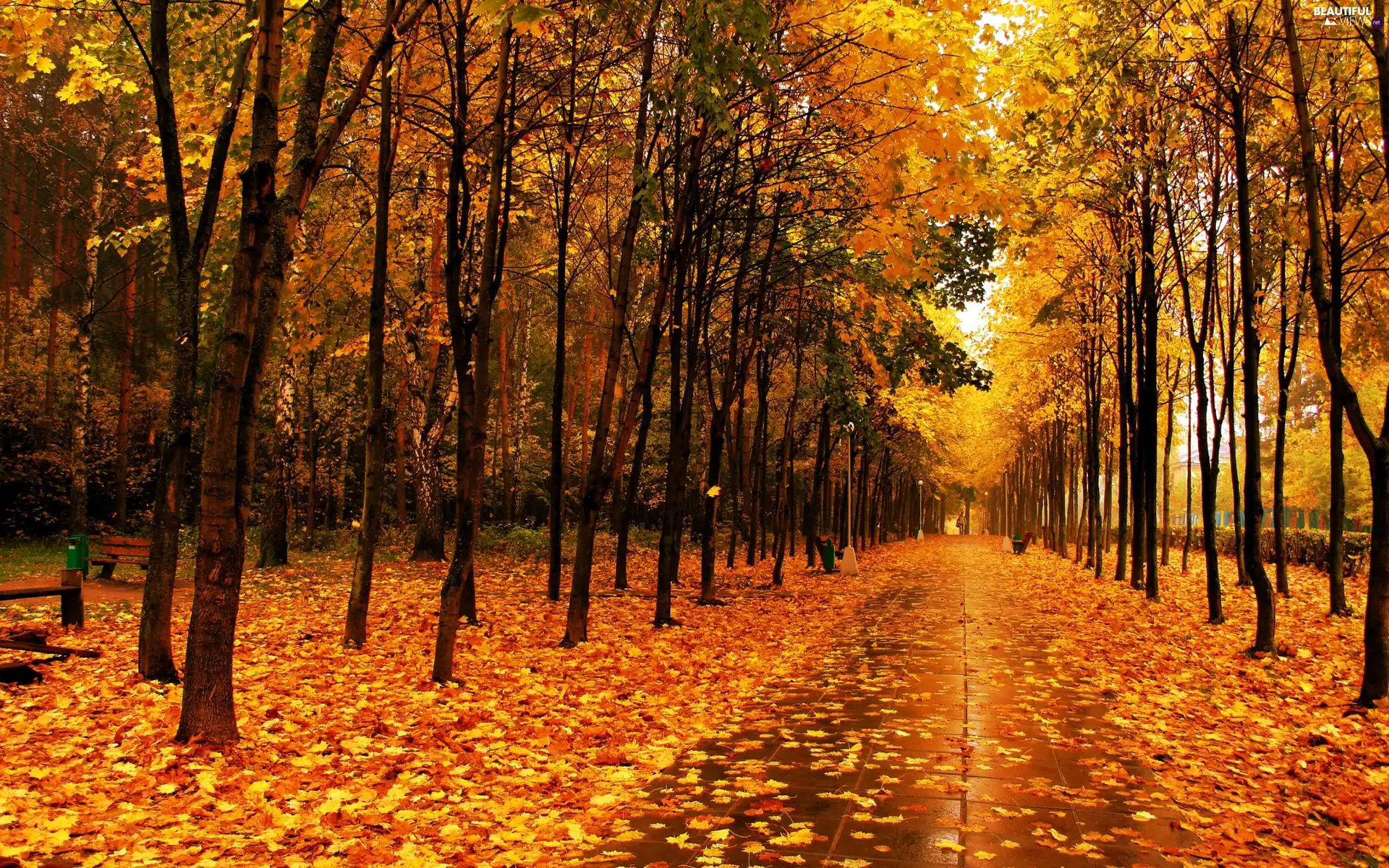 Park, Golden, Leaf, Autumn