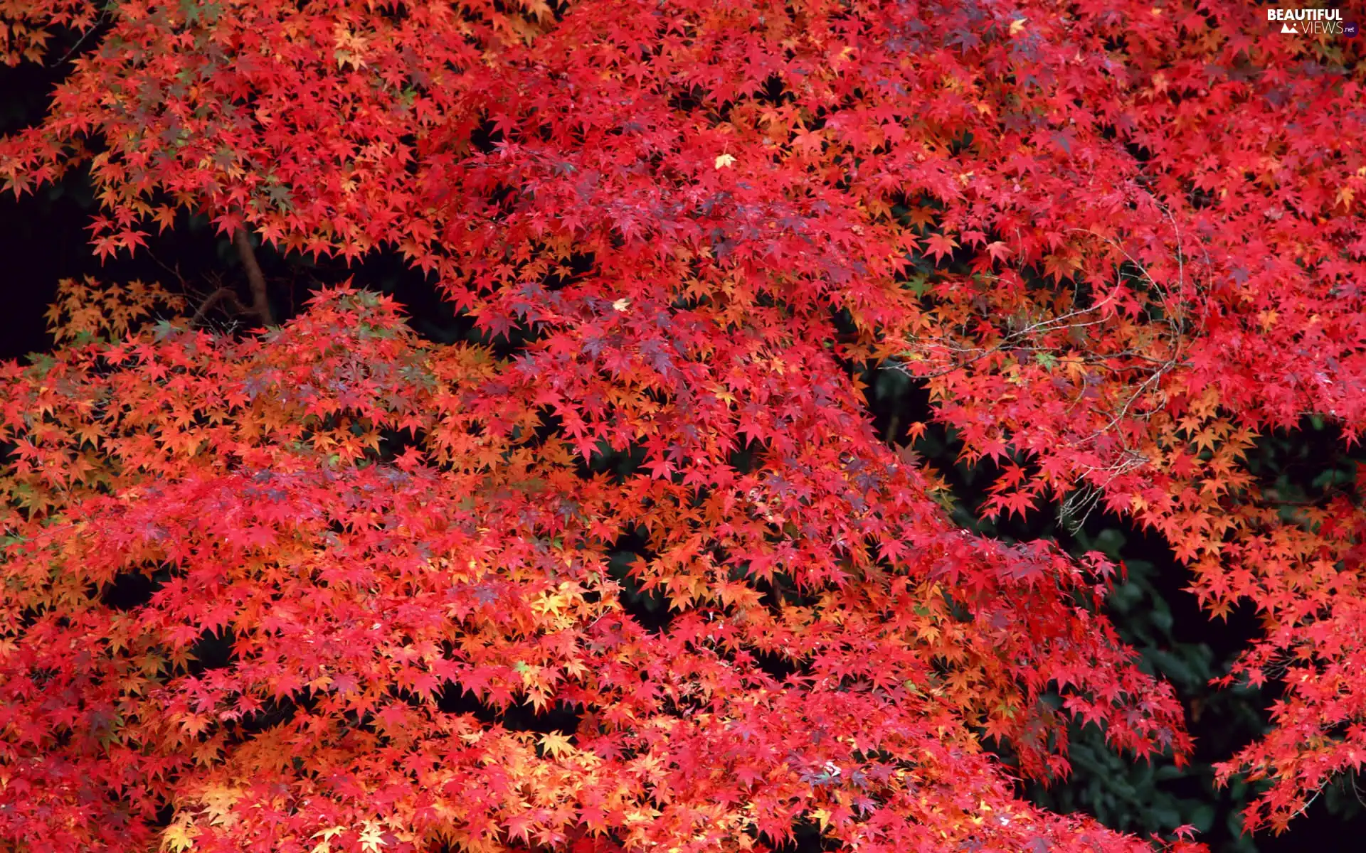 Leaf, autumn, Red