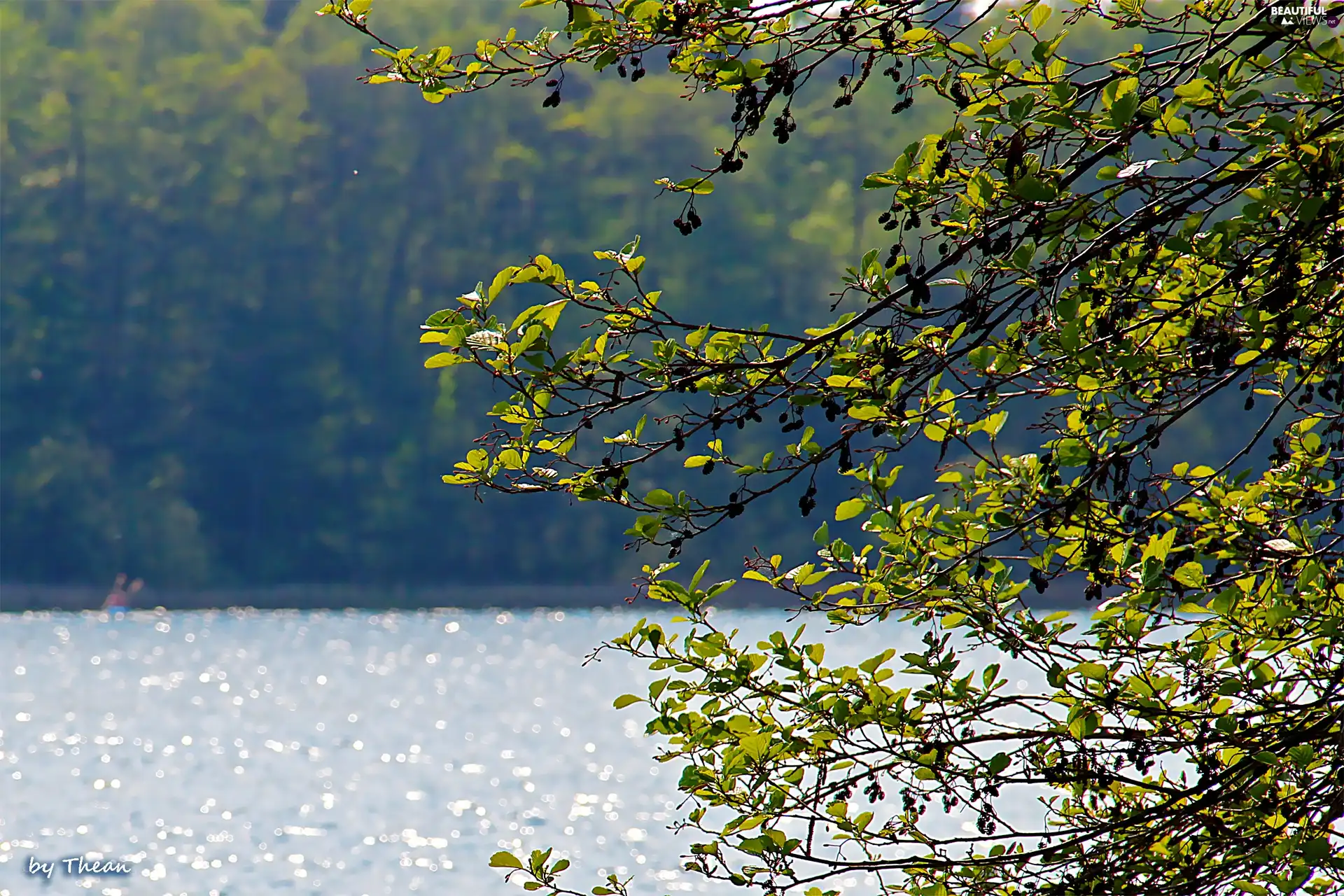 Leaf, lake, trees