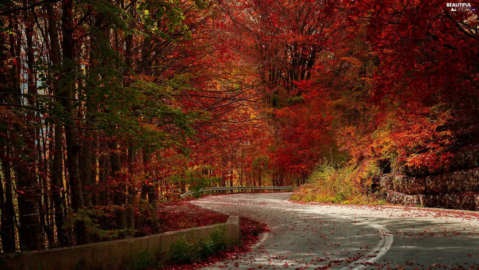 trees, viewes, turn, Red, Way, forest, autumn, Leaf