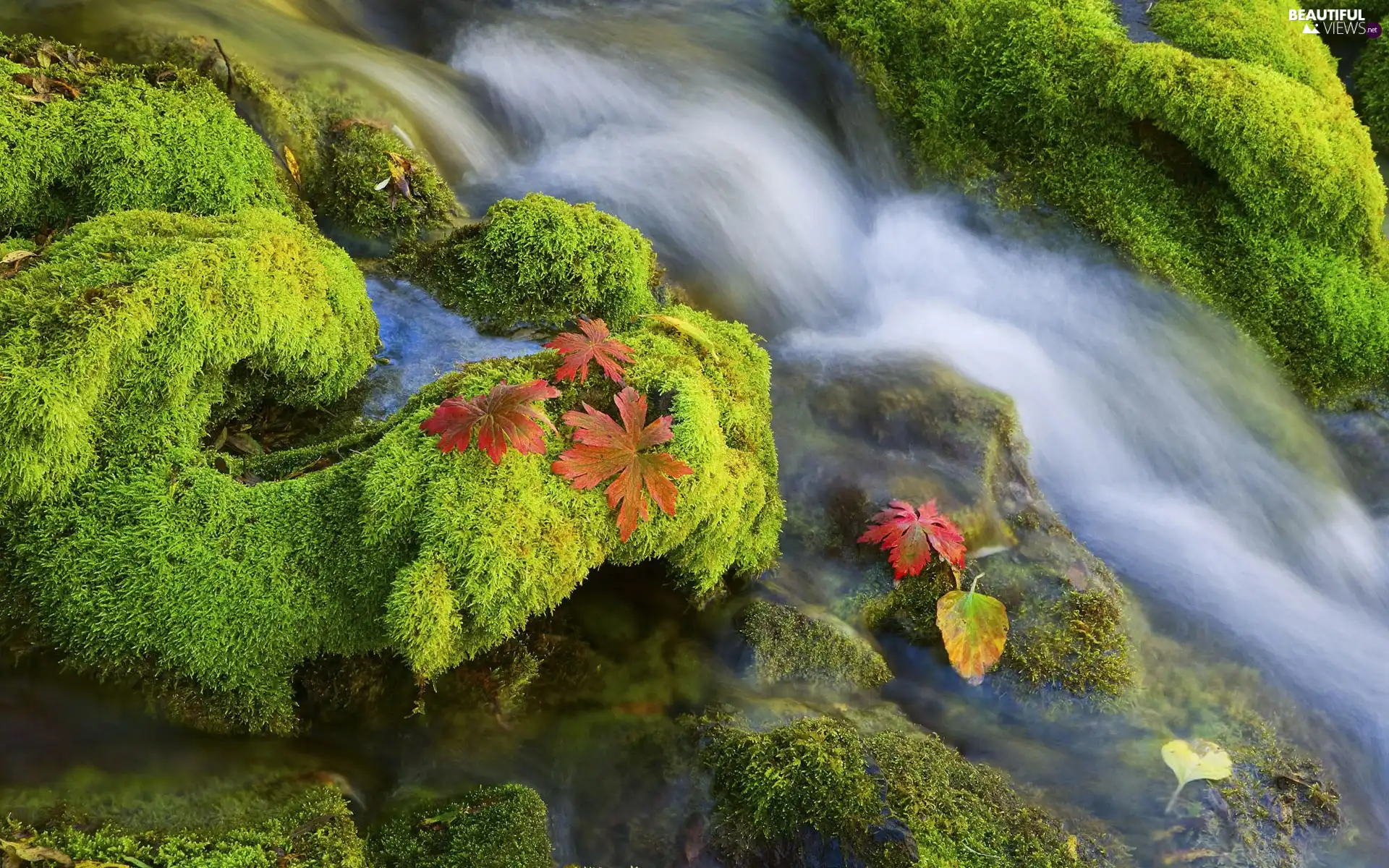 Leaf, River, waterfall