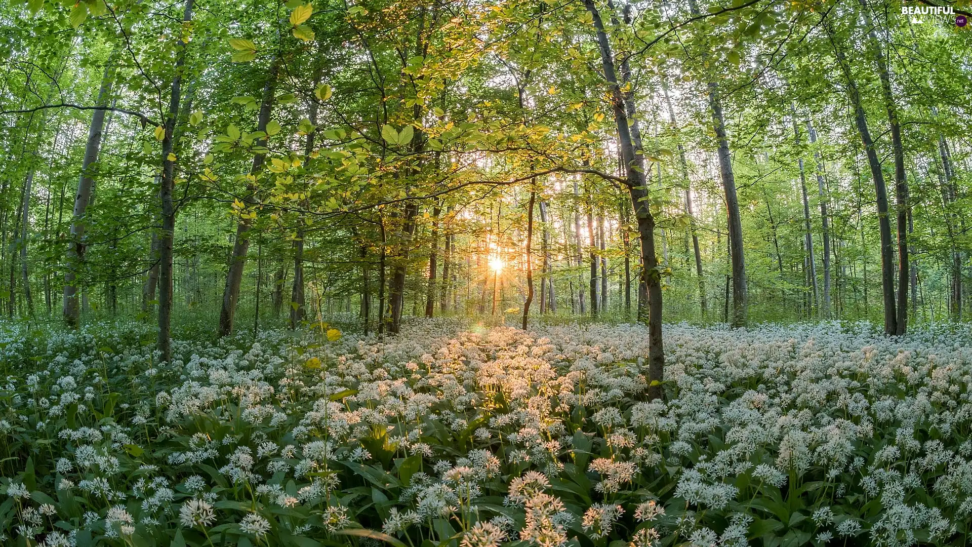 trees, viewes, Spring, rays of the Sun, Wild Garlic, leaved, forest, flower