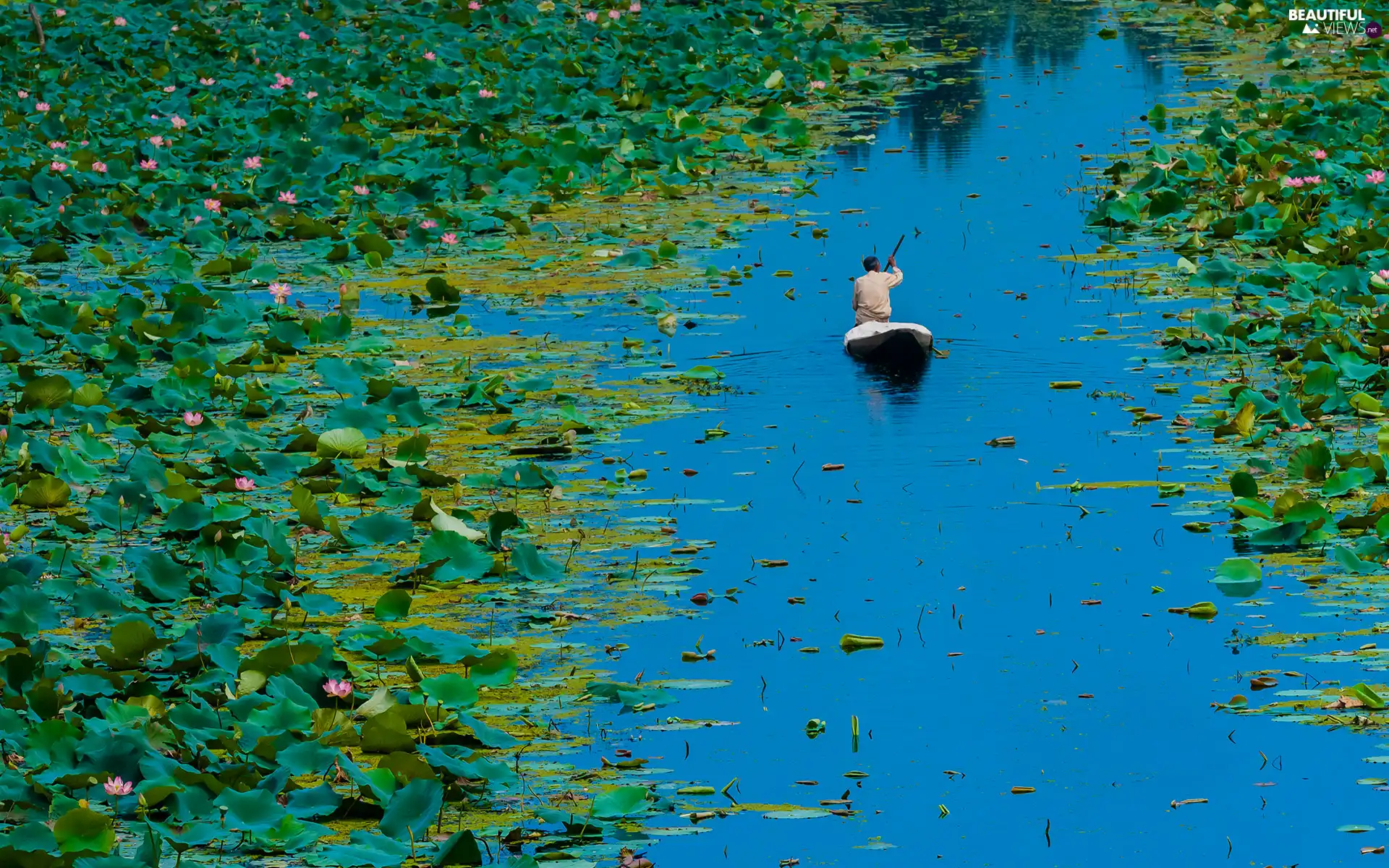 india, lotus, Boat, Dal Lake