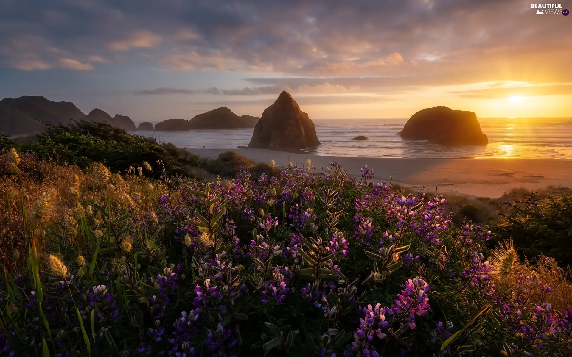 Plants, rocks, Great Sunsets, sea, clouds, lupine, Flowers, Beaches