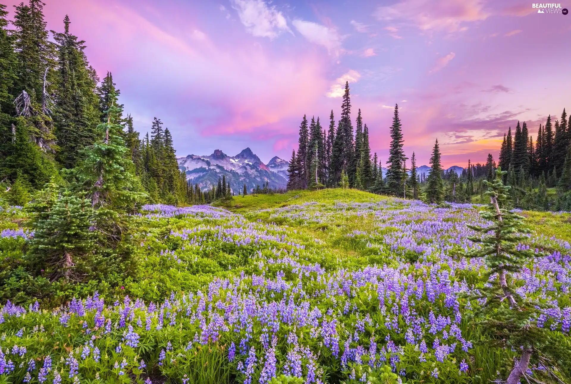 Washington State, Mount Rainier National Park, The United States, Flowers, viewes, Stratovolcano Mount Rainier, Meadow, trees, lupine