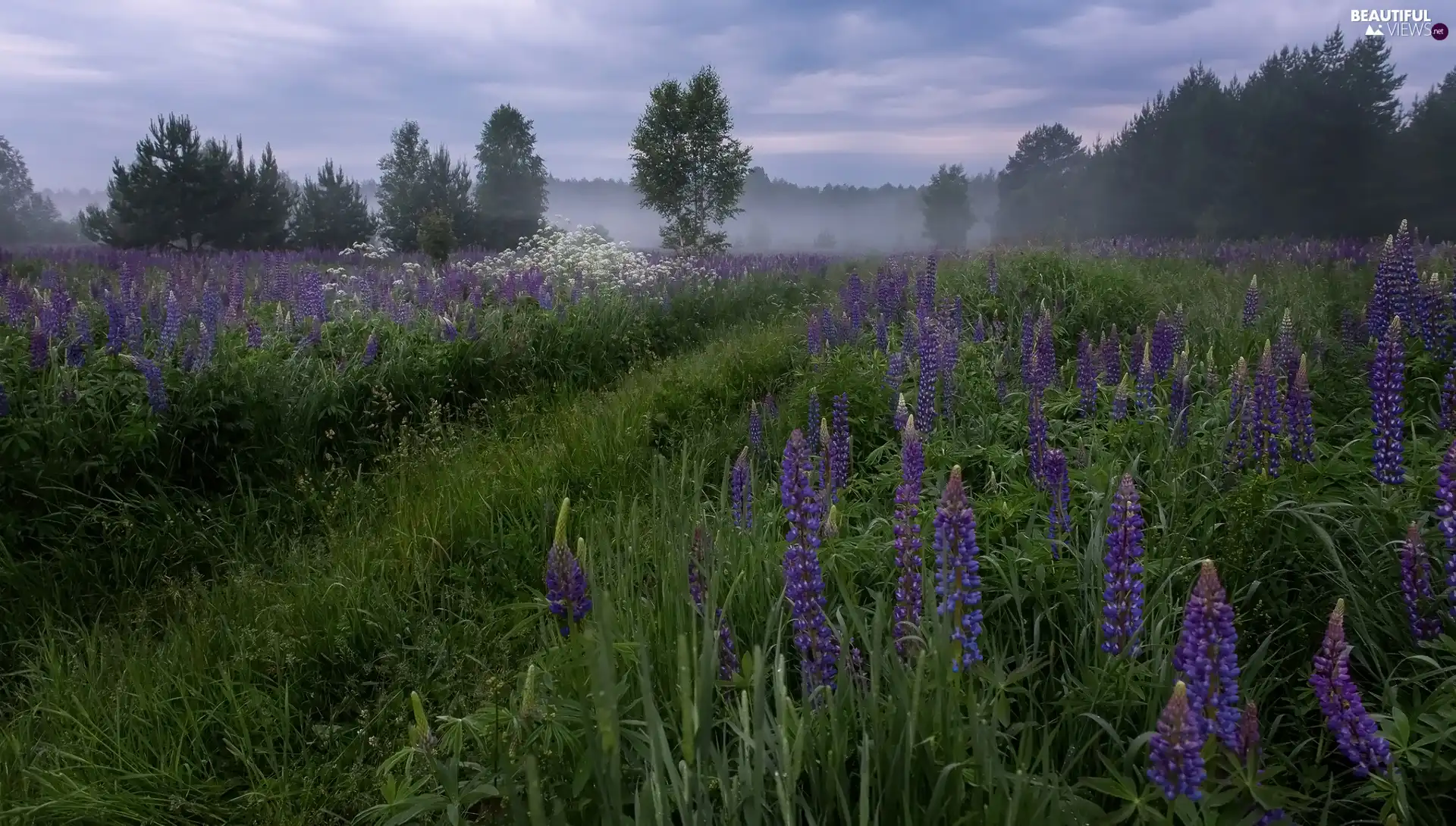 grass, Flowers, viewes, lupine, Meadow, trees, Fog