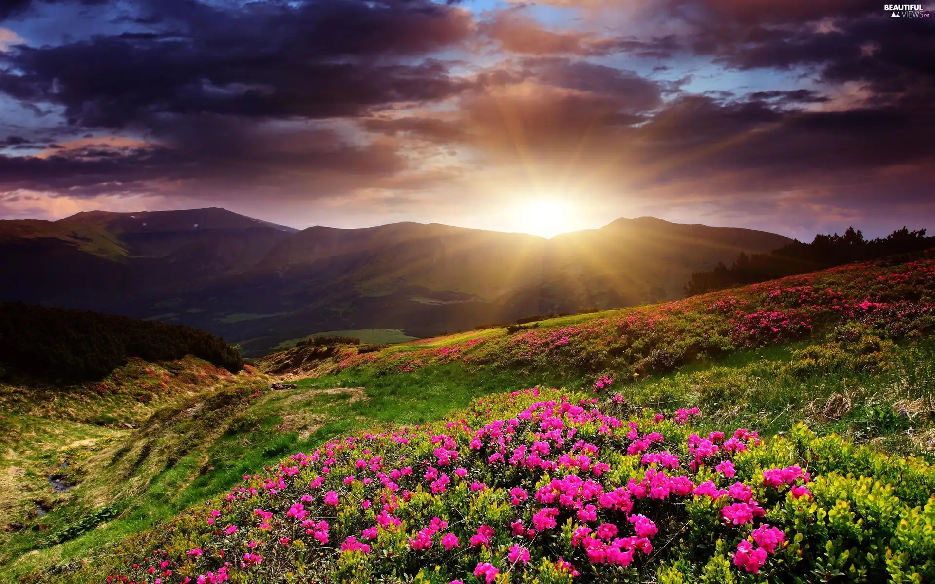 Meadow, Flowers, sun, Mountains, west