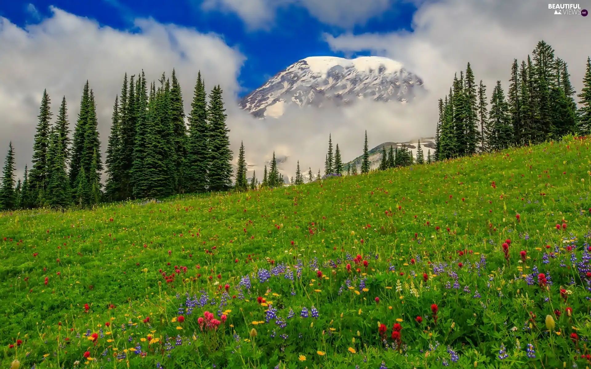 Mountains, forest, Meadow, clouds