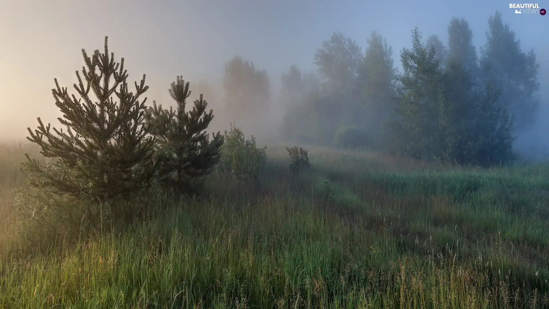Fog, Meadow, viewes, grass, trees