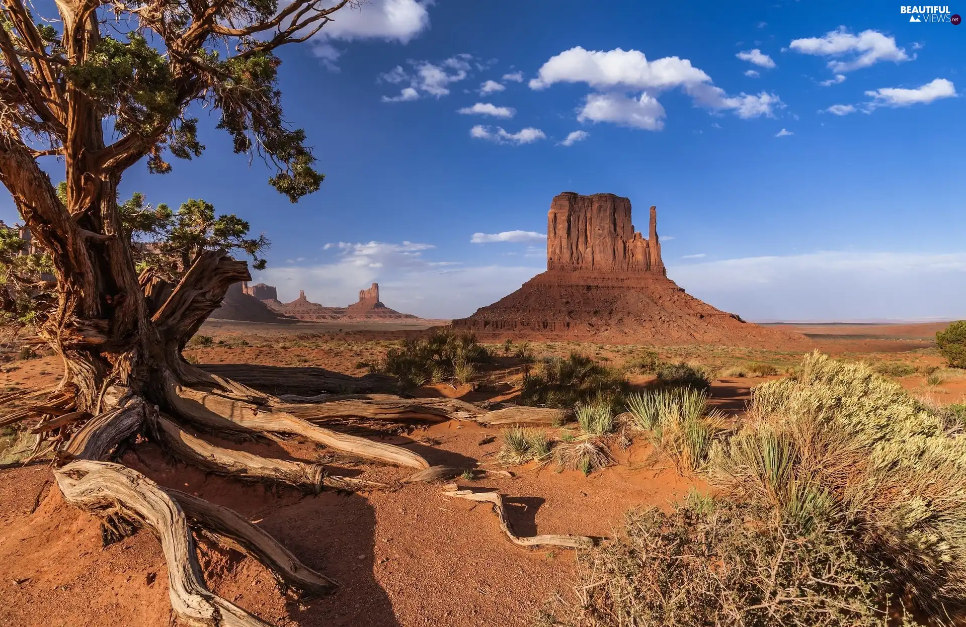 Monument Valley, The United States, rocks, trees, Valley of Memorials, Colorado Plateau