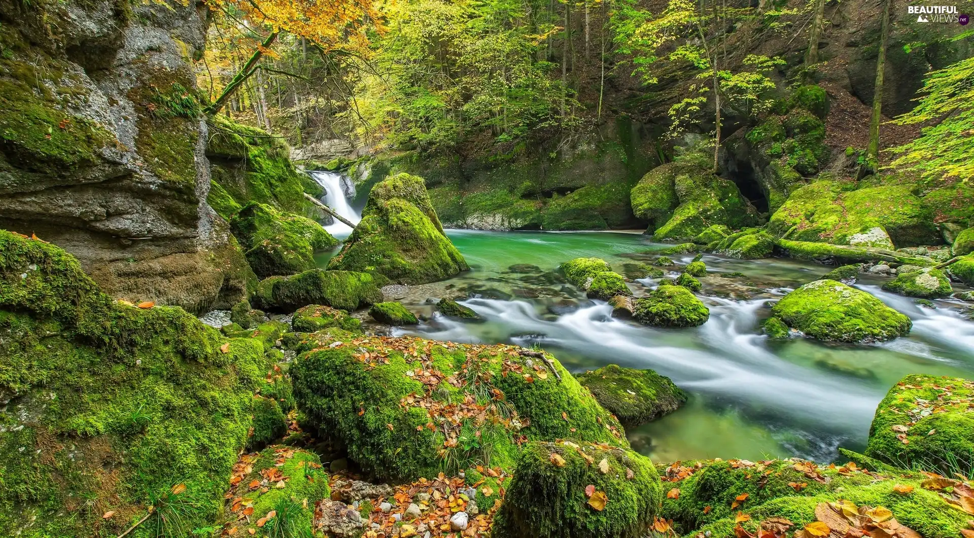 mossy, autumn, Moss, forest, Stones, River