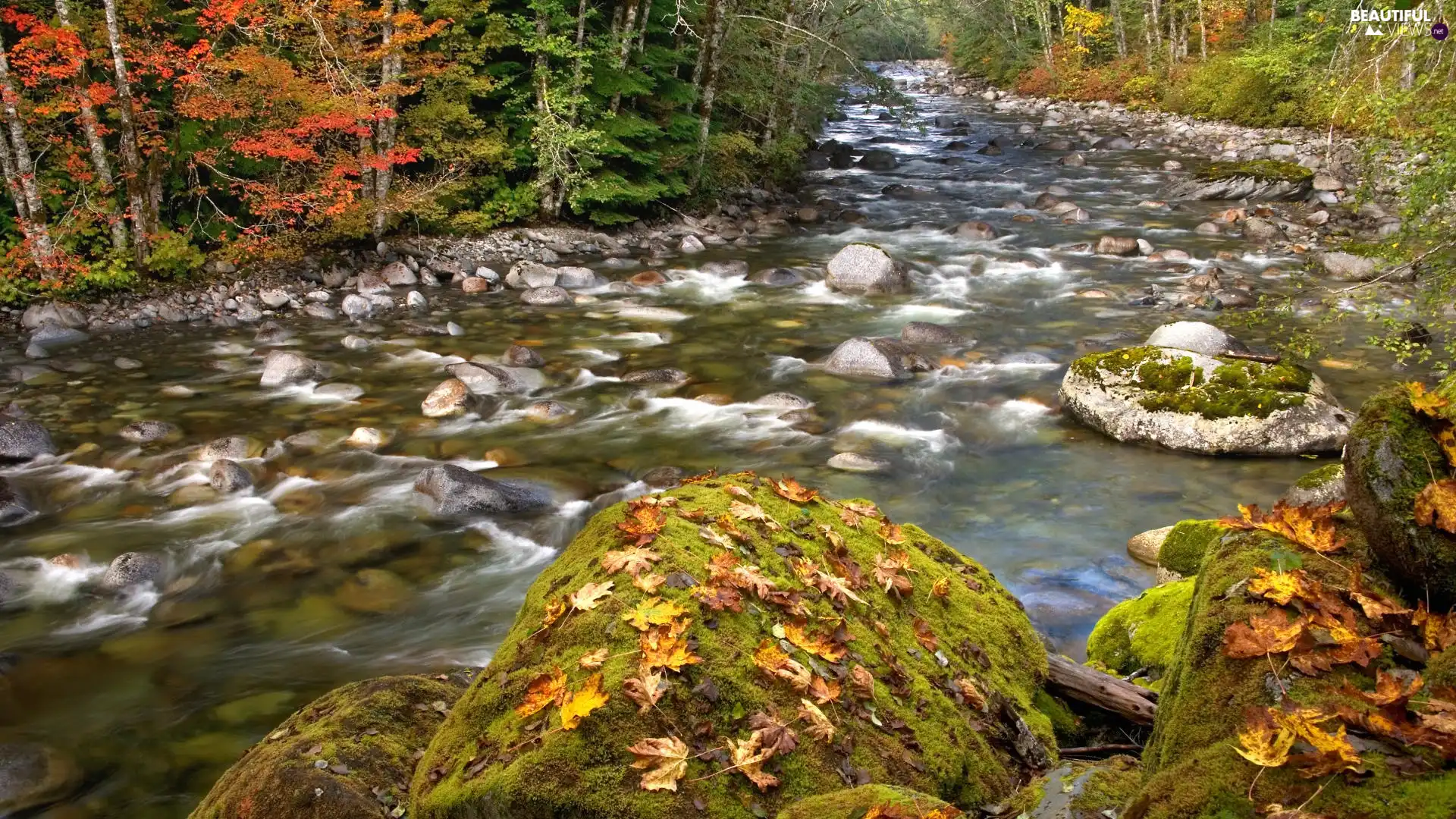 stream, forest, boulders, stony, autumn, mossy, Leaf
