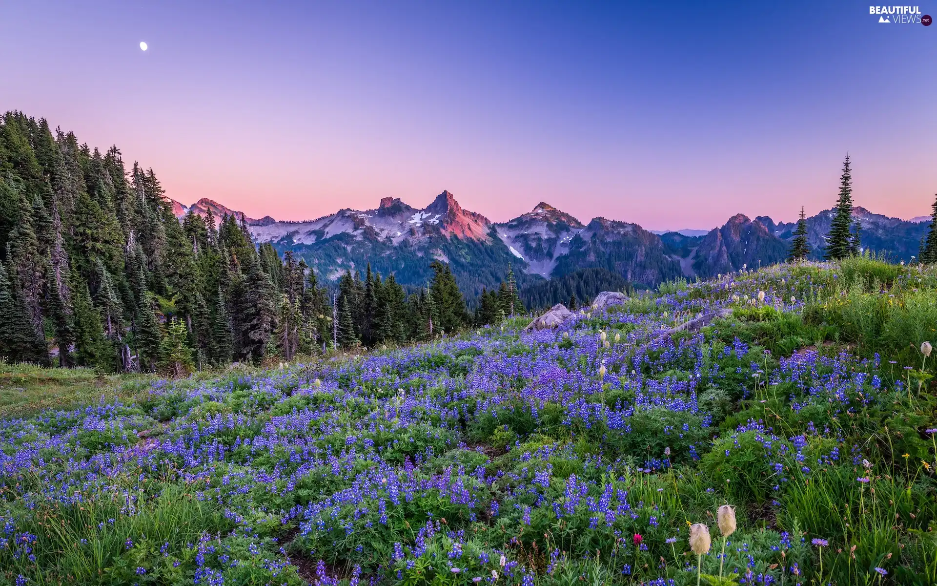 lupins, Mountains, trees, Washington State, viewes, Mount Rainier National Park, moon, The United States, Flowers, Meadow