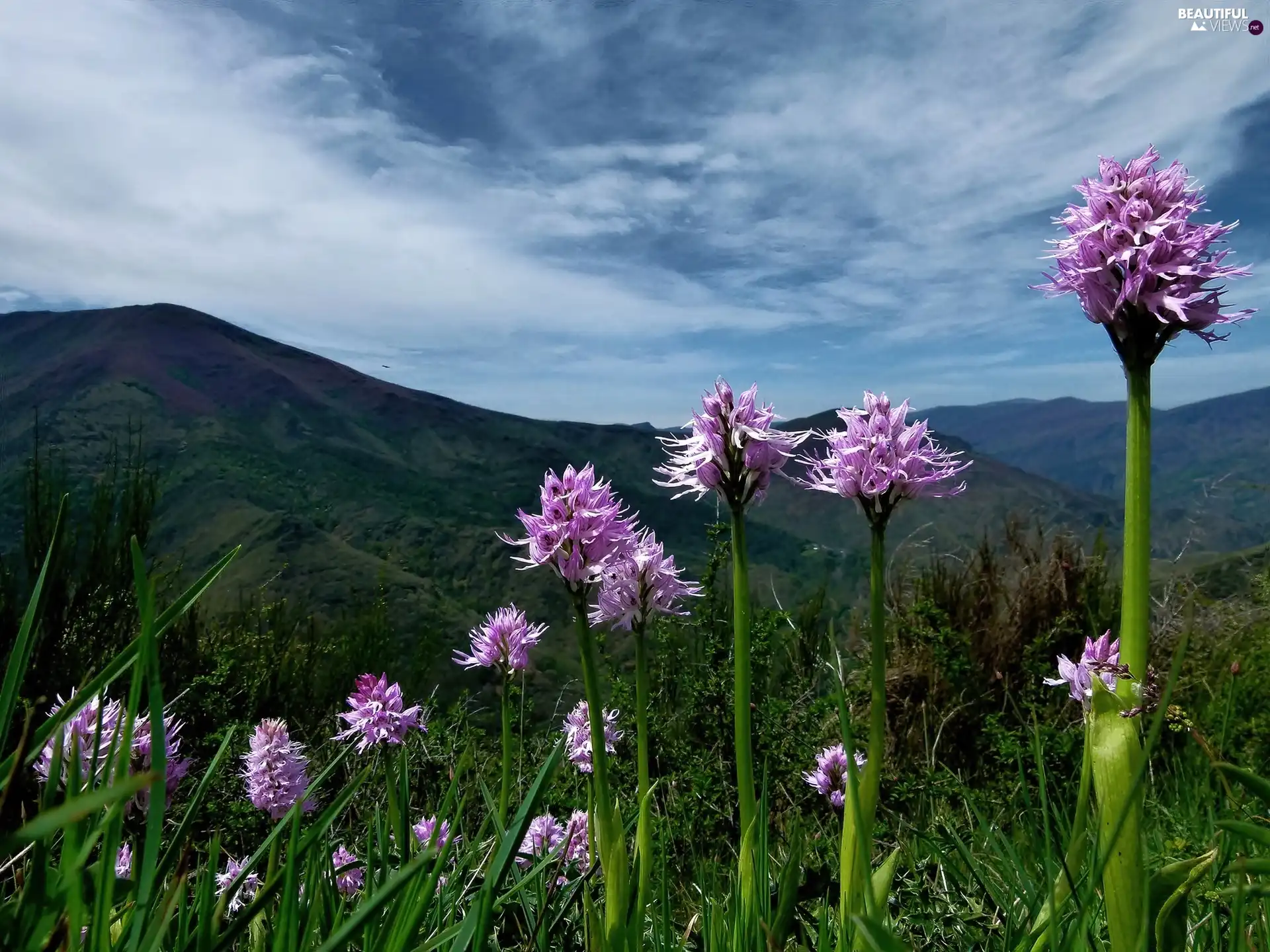 Pink, Flowers, Mountains, Wildflowers