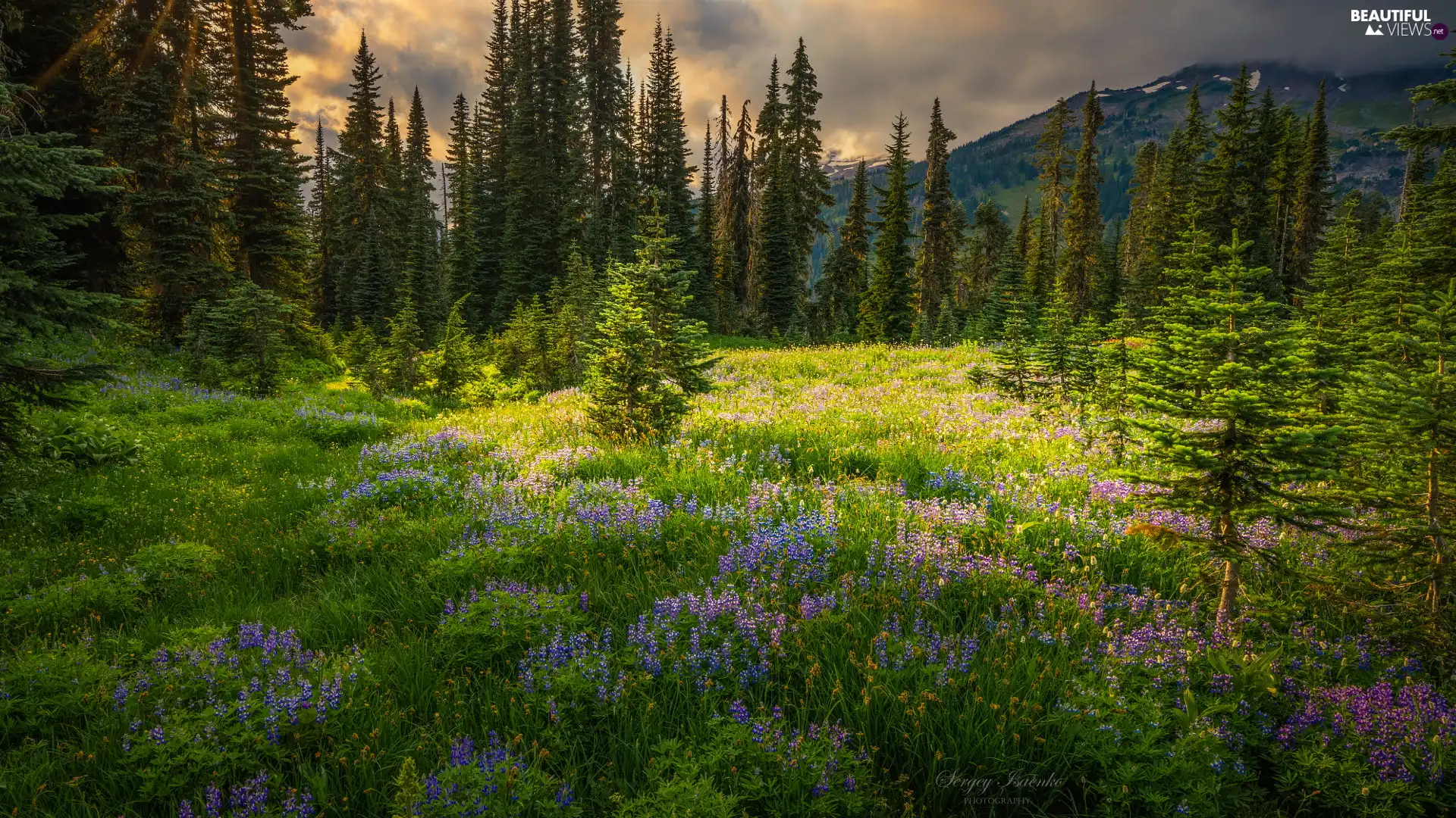 trees, viewes, The United States, Meadow, Washington State, Mountains, Mount Rainier National Park, Flowers