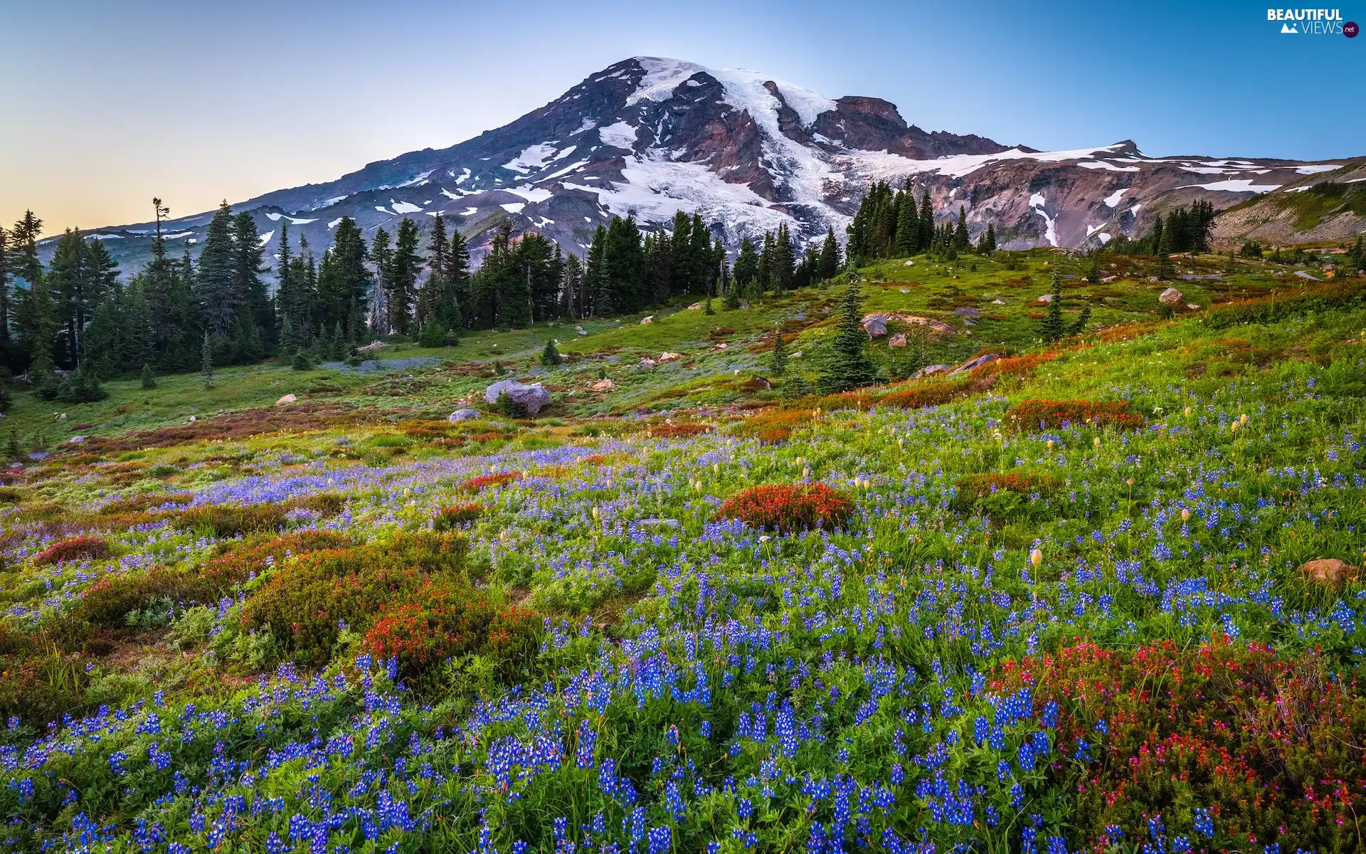 lupine, Snowy, viewes, Washington State, Meadow, Mountains, trees, The United States, Mount Rainier National Park, Flowers