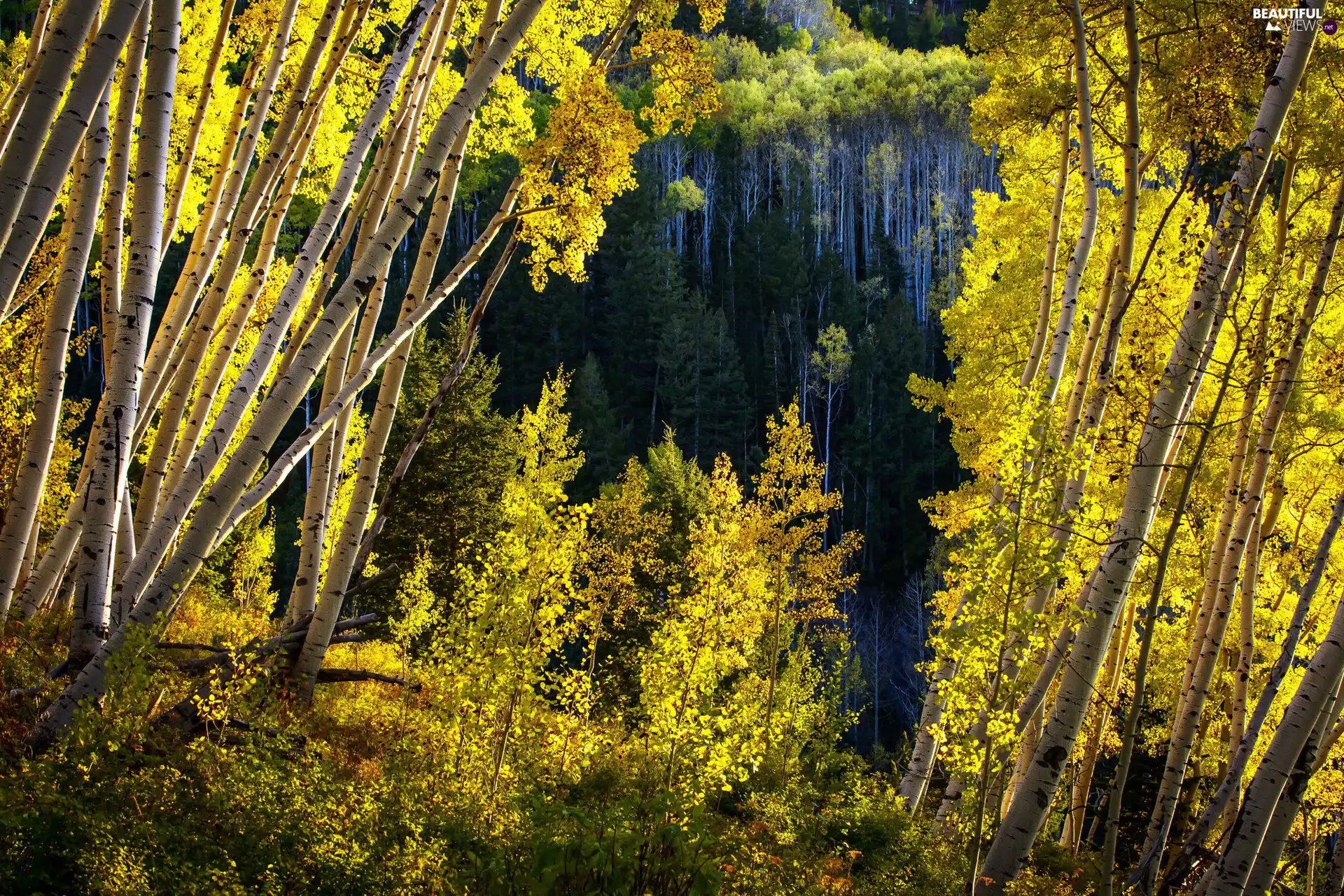The United States, birch, White River National Forest, State of Colorado