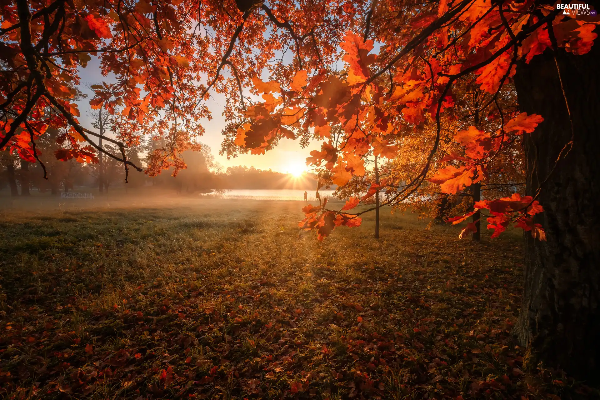 trees, autumn, viewes, oak, rays of the Sun, lake, Leaf, Fog, branch pics