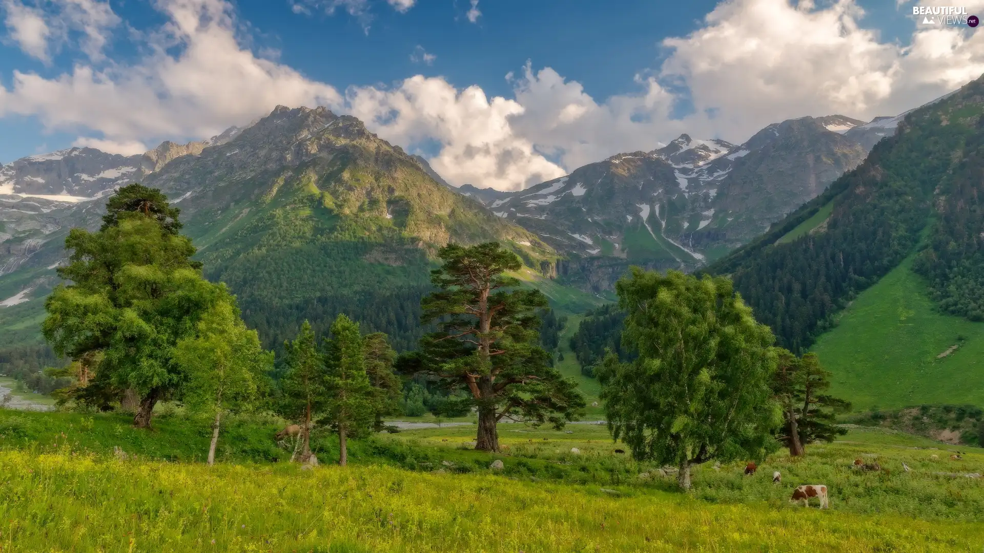 viewes, Cows, green ones, trees, Mountains